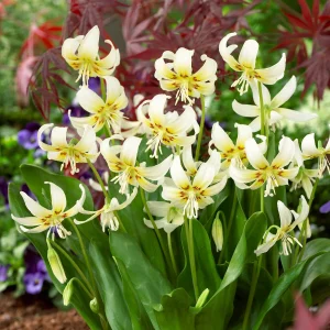 Erythrone White beauty