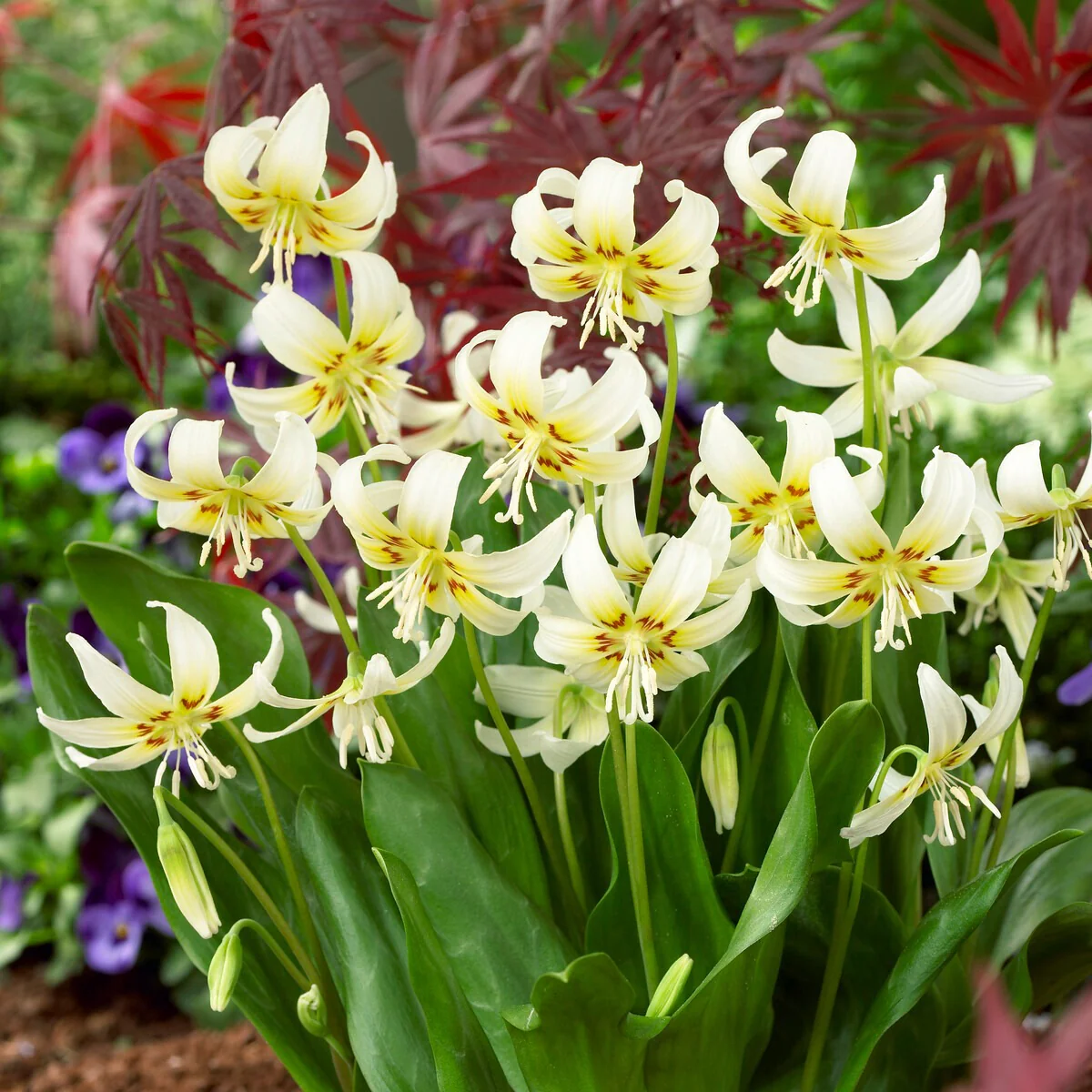 Erythrone White beauty