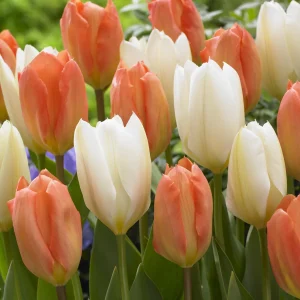 Mélange de 10 tulipes Stockholm
