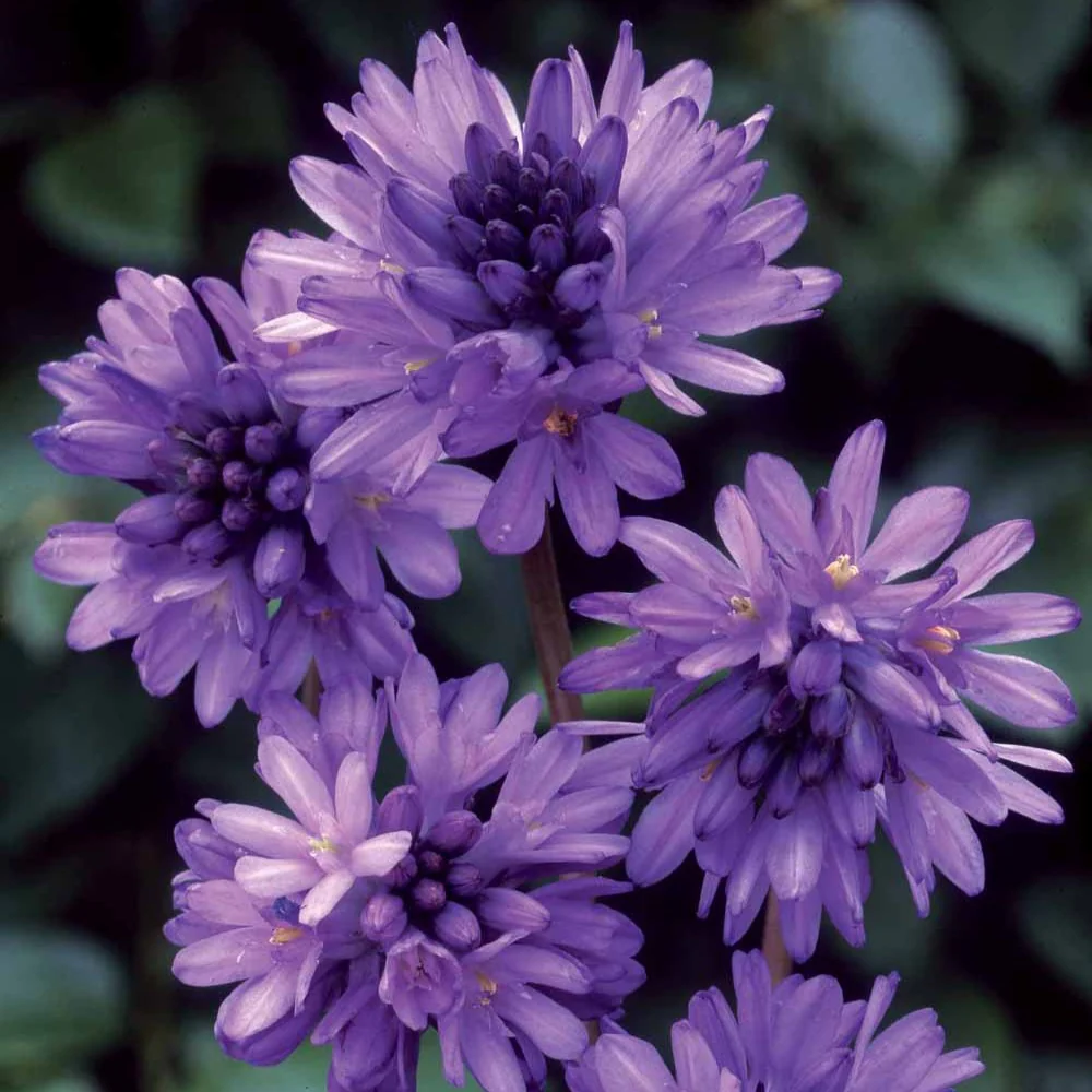 Dichelostemma congestum – Image 3