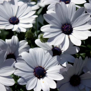 3 Marguerites du Cap blanches