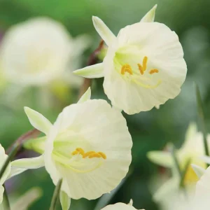 10 Narcisses Artic Bells