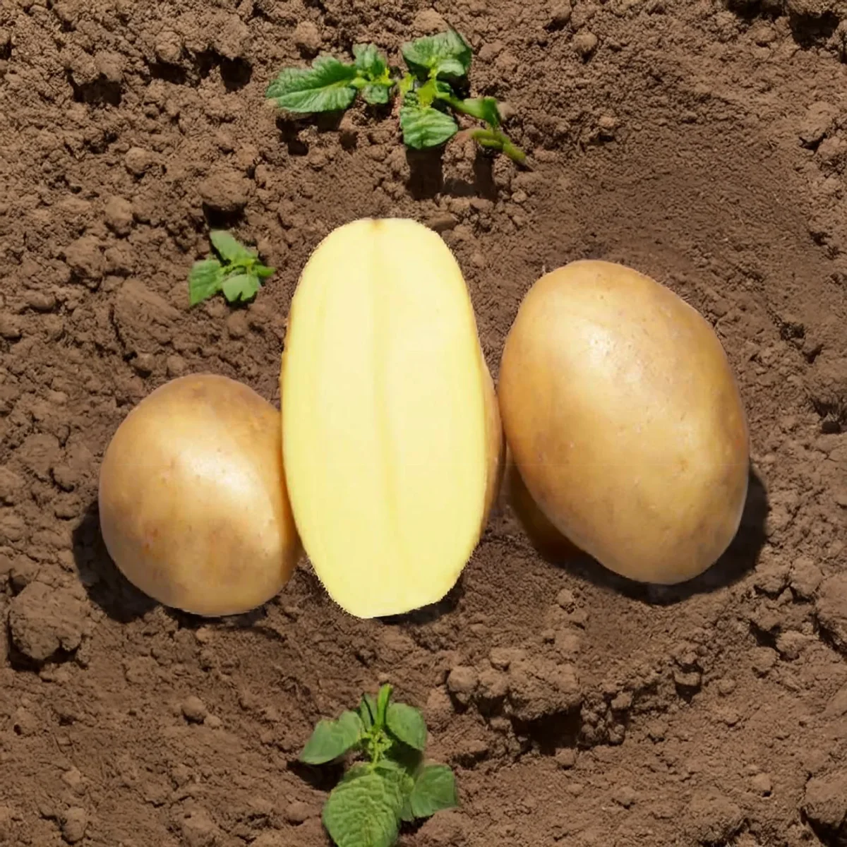 25 Pommes de terre Osiris Bio – Image 3