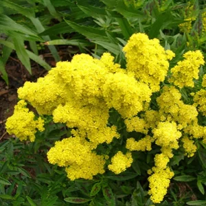 Solidago Little Lemon