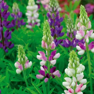 Lupin annuel d'Hartweg en mélange