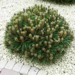 Pin nain Marie Brégeon