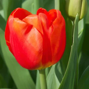 10 Tulipes Triomphe Cadans