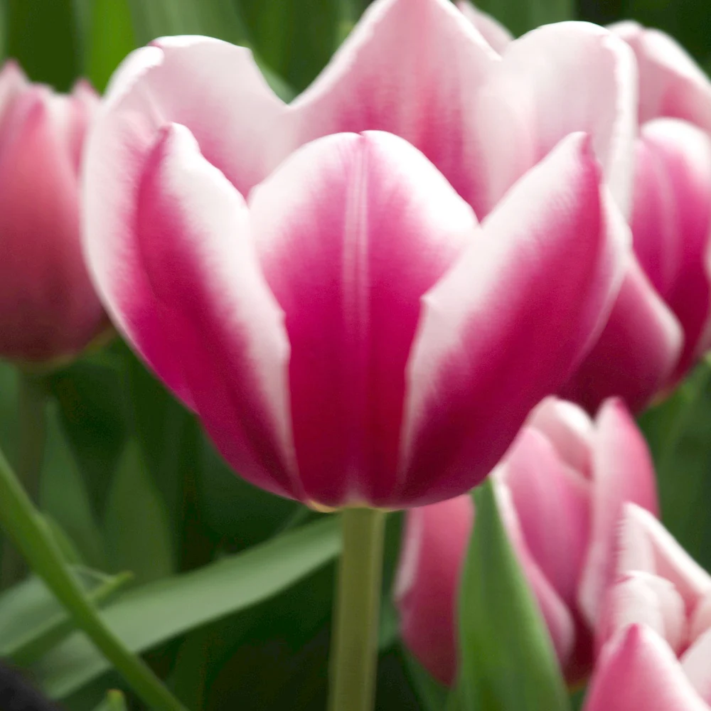 10 Tulipes Triomphe Synaeda blue – Image 3