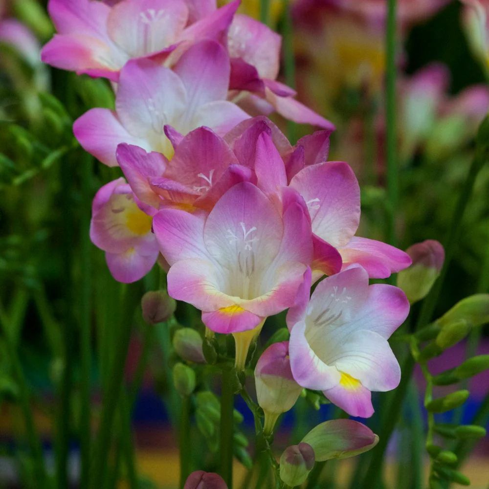 15 Freesia simple rose