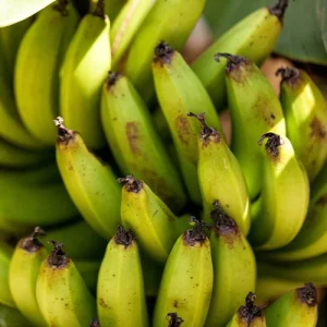 Bananier nain Dwarf Cavendish