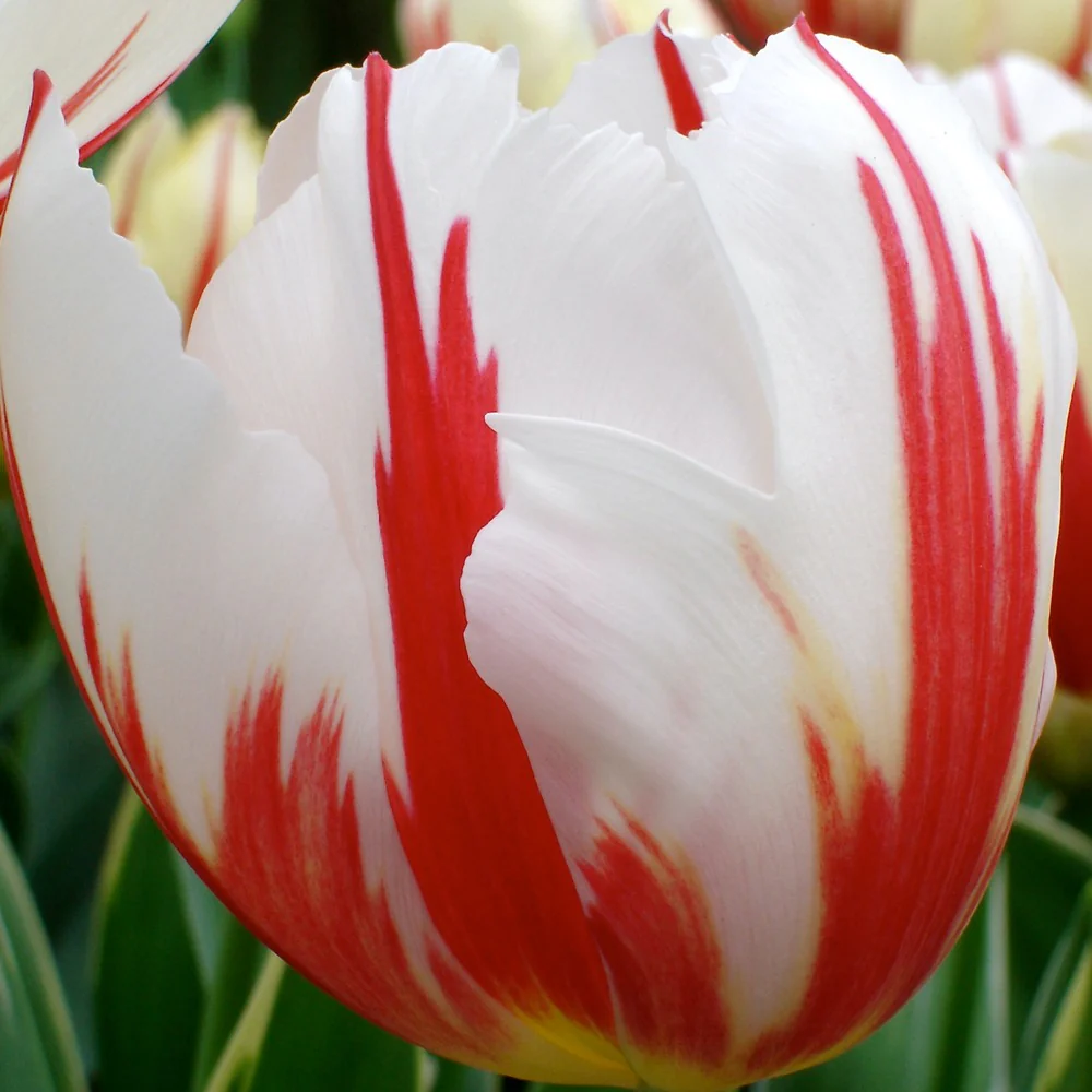 10 Tulipes Triomphe Carnaval de Rio – Image 4