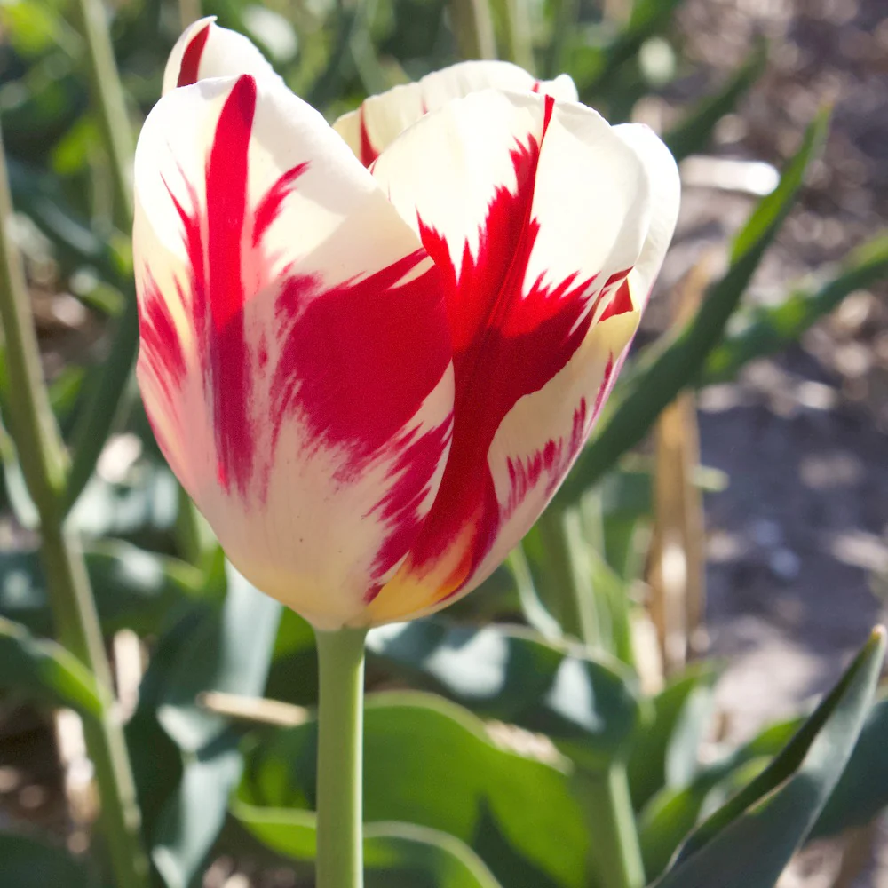 10 Tulipes Triomphe Carnaval de Rio – Image 2
