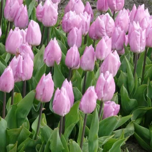 10 Tulipes Triomphe Candy Prince
