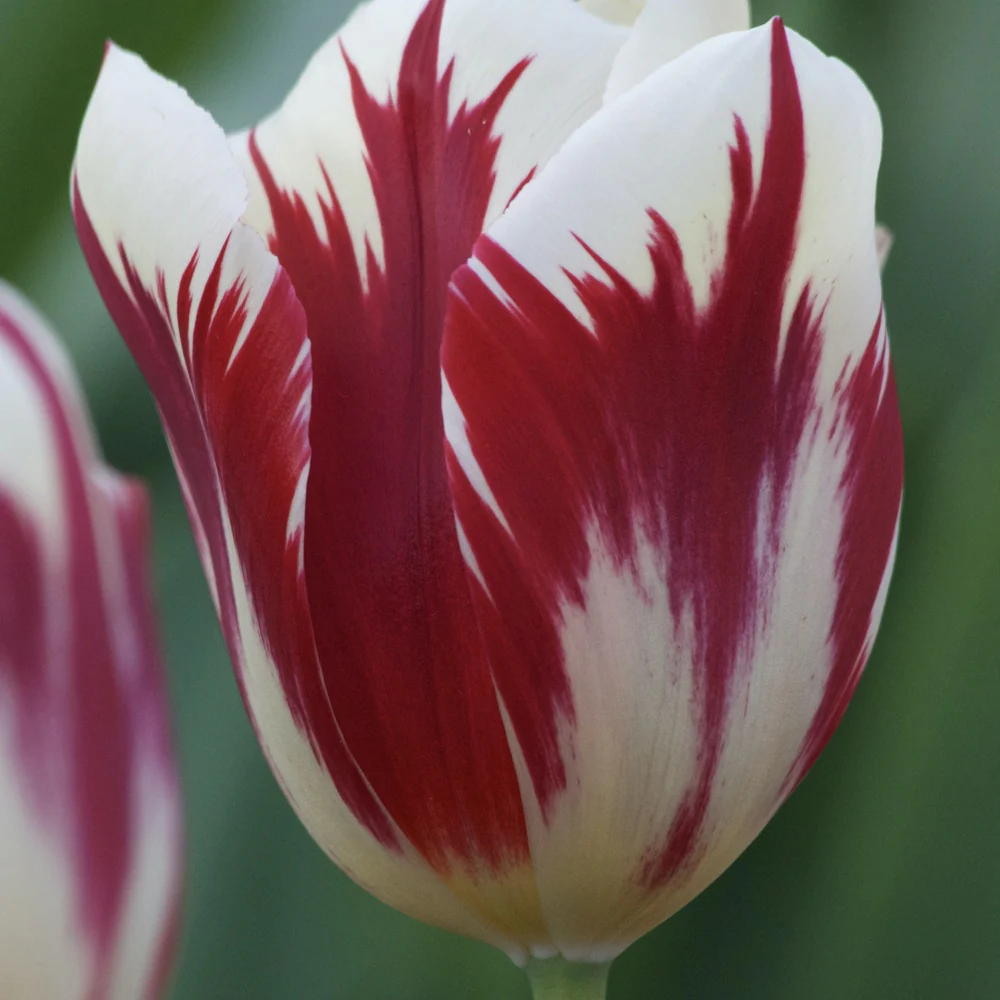 10 Tulipes Triomphe Grand Perfection – Image 2