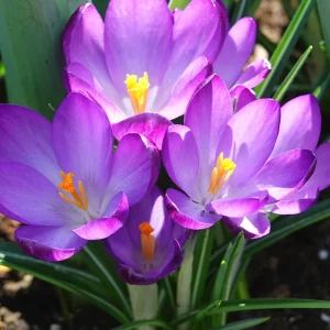 20 Crocus hybride Ruby Giant