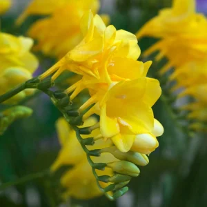 15 Freesia simple jaune