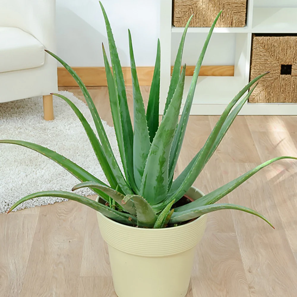 Aloe vera – Image 5